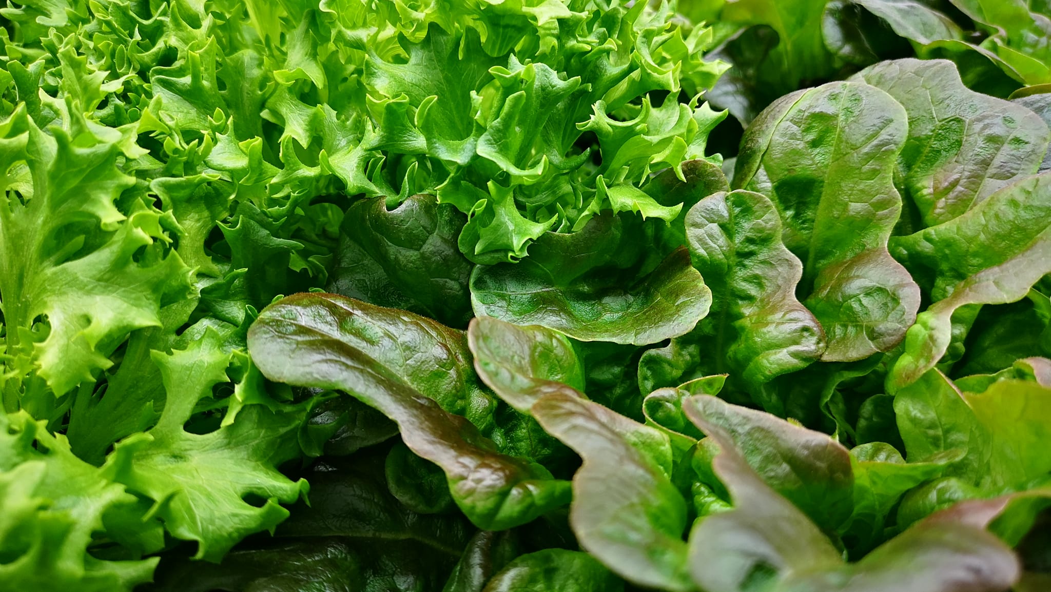 Fresh hydroponic lettuce and greens grown at Truly Northern Farms