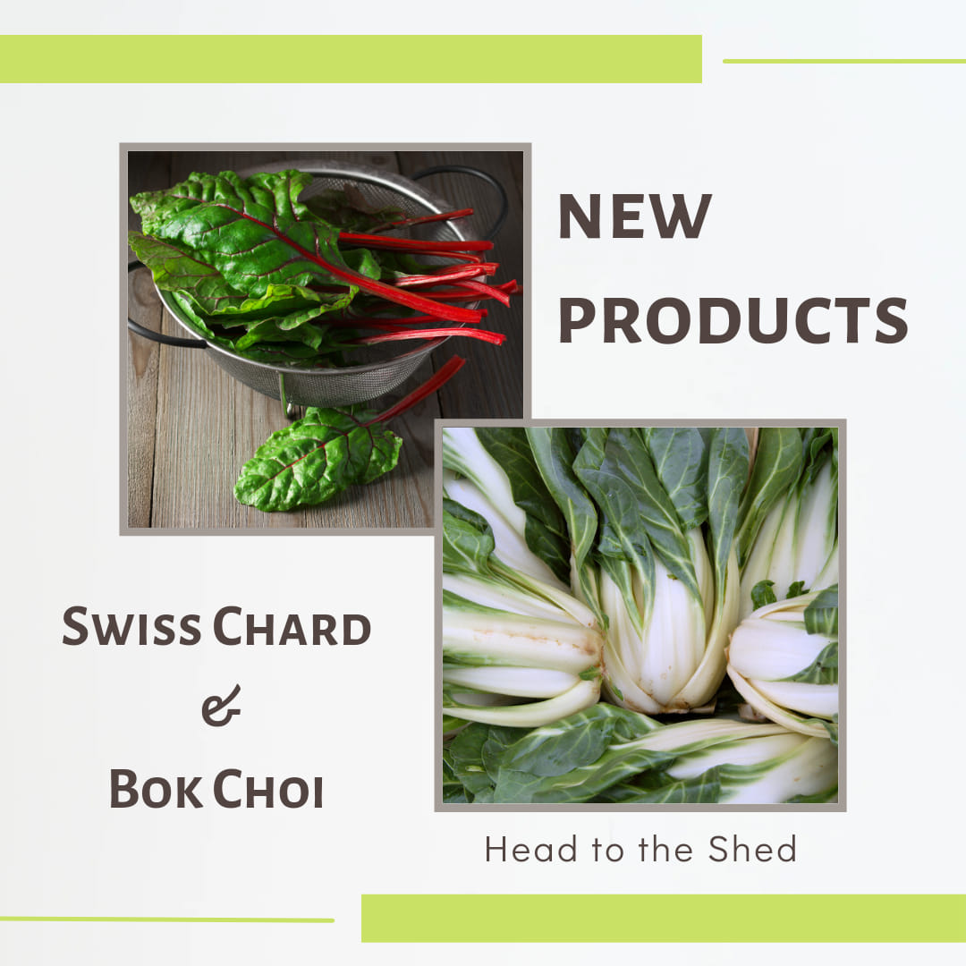 Swiss chard and bok choi new products at Truly Northern Farms