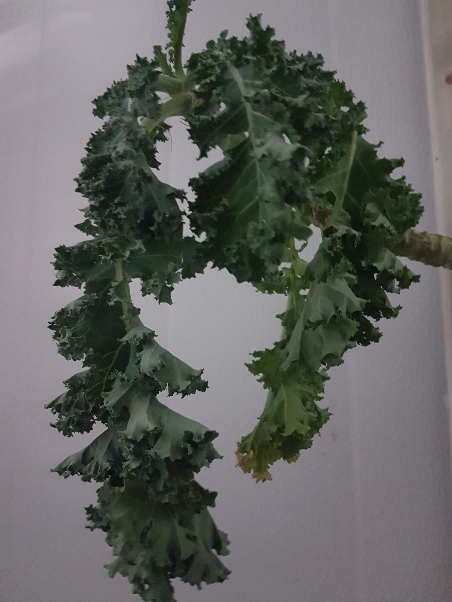Fresh hydroponic kale from Truly Northern Farms