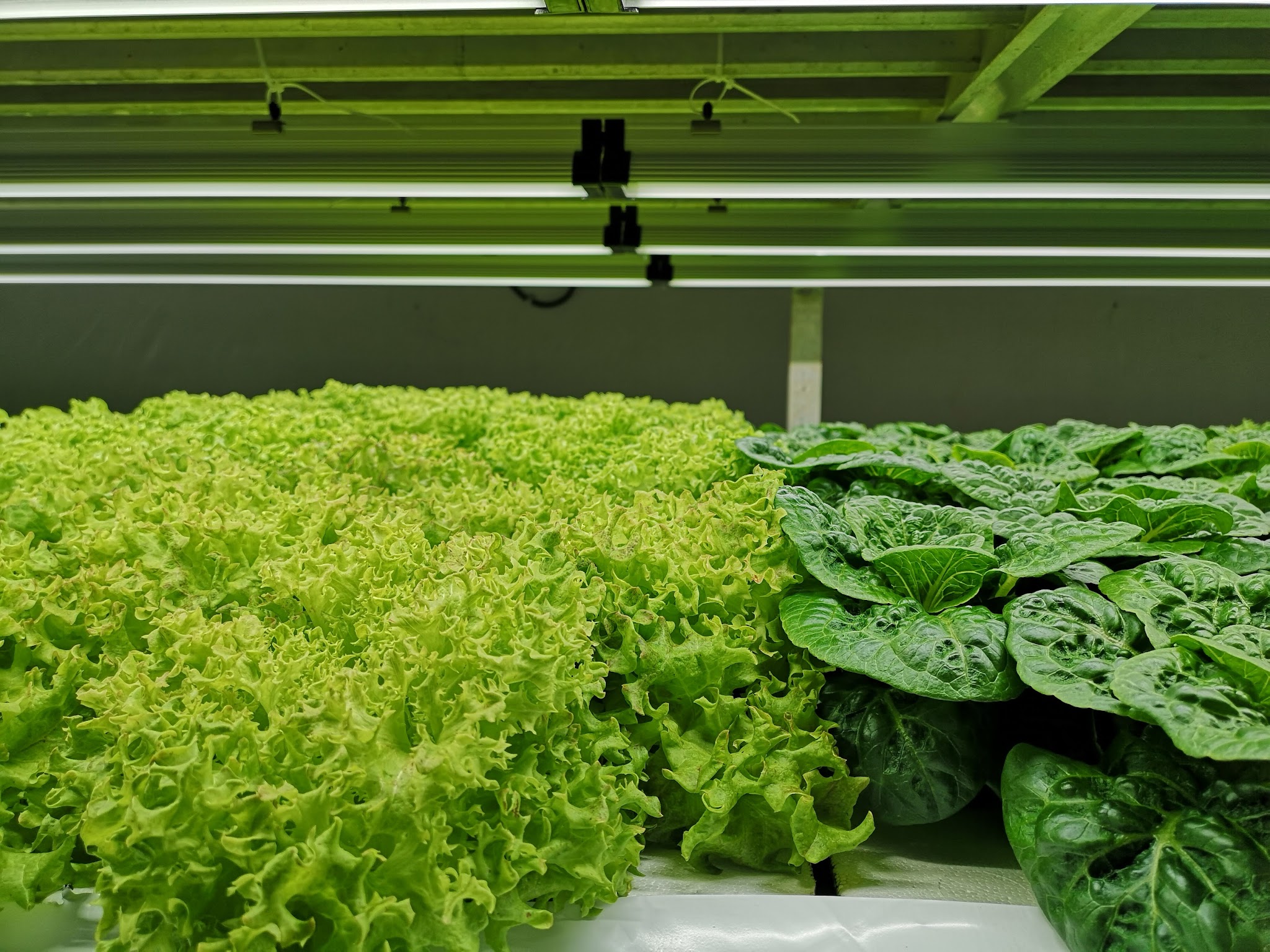 Fresh hydroponic lettuce growing under LED lights